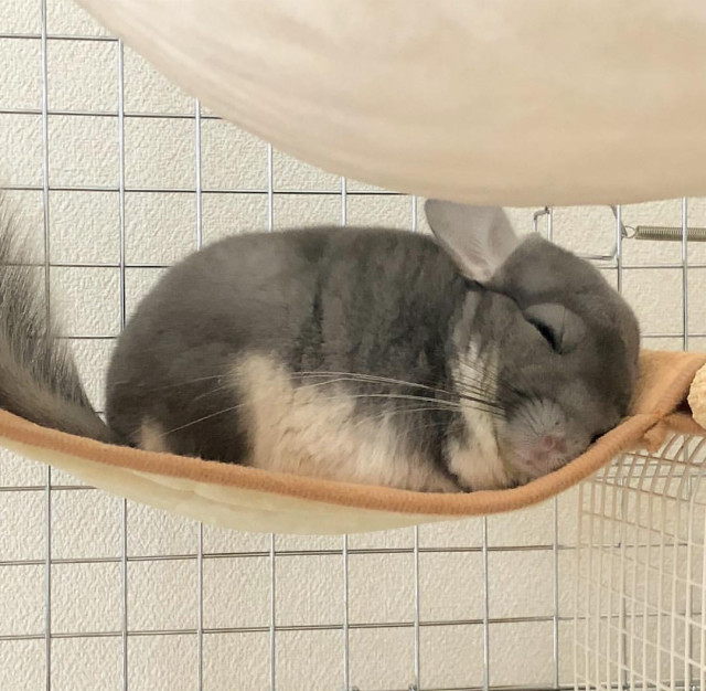龙猫睡姿大曝光:有没有你家龙猫的同款睡姿呢?