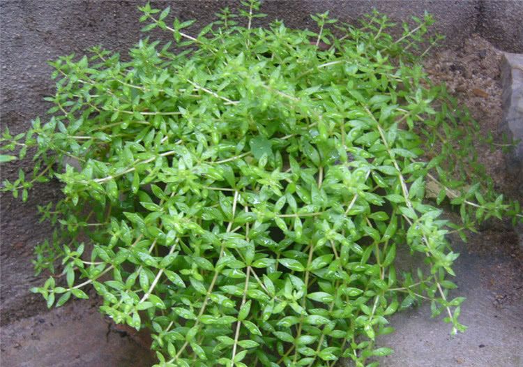 农村这种野菜,被称作"垂盆草""爪子草",其实还是珍贵的草药