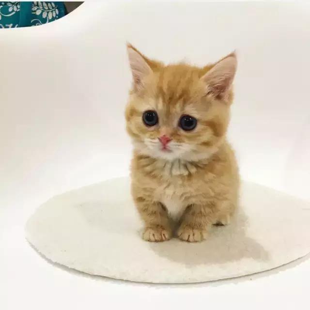 一只超可爱的小橘猫,把网友萌到老泪纵横!然而短短几