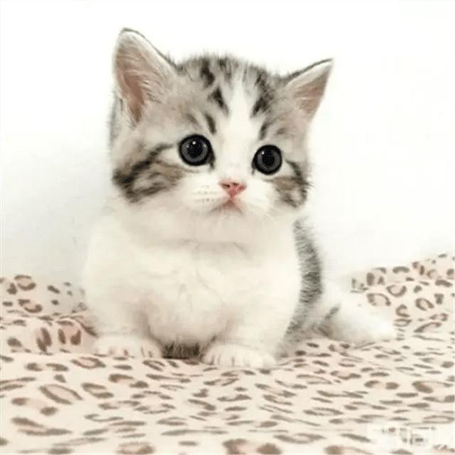 Q萌猫咪图大全,萌翻你的眼