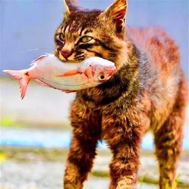 流浪猫为生存下水捕鱼,叼着猎物霸气路过,猫咪别打我鱼主意