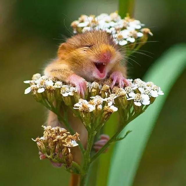 12个小动物的幸福微笑,它的微笑能否让你今天开心一整天