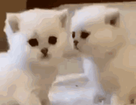 小奶猫想要亲吻另一只猫咪,可是被拒绝