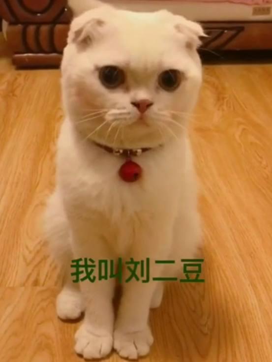 抖音网红粉丝排行榜Top10,摩登兄弟排名第7,莉