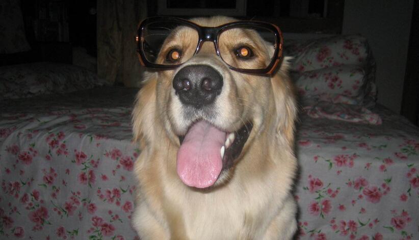 感觉自已养了一群假金毛犬, 真想给它们一个教