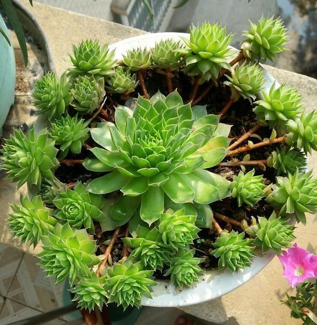 多肉观音莲爆盆图片