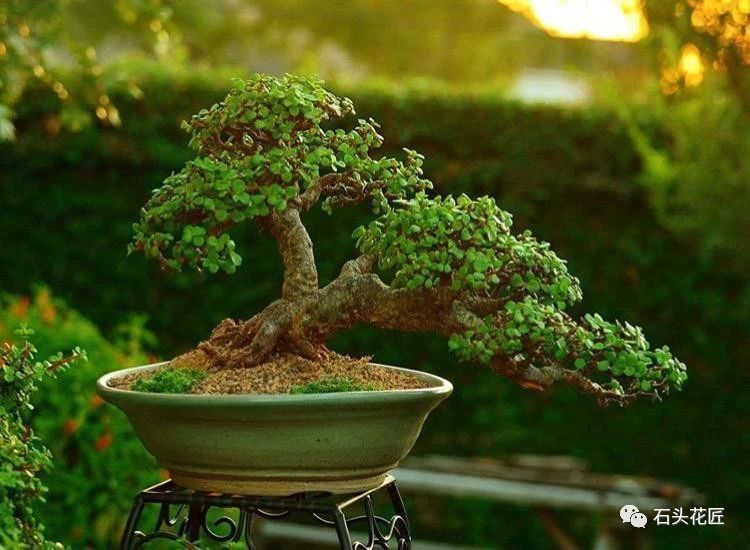 “马齿笕树”这么玩，做出这种精品“盆景”，你就是“大师”！