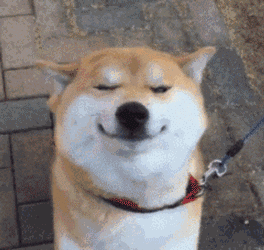 萌宠动态壁纸  壁纸 动物 狗 狗狗 397_255 gif 动态图 动图