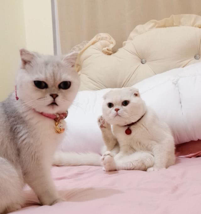 抖音神猫二豆瓜子走丢!还遭男友毒打!网友:誓