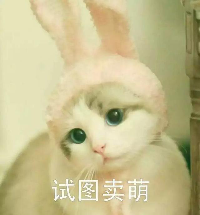 经典可爱的猫咪表情包!不收藏就太不应该了!