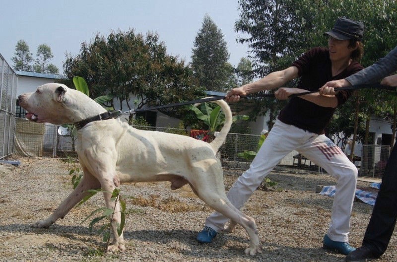 中亚三大最强獒:坎高犬,库达犬,中亚牧羊犬完胜藏獒