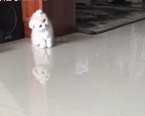 一觉醒来,家里猫咪就这样了,摇摇晃晃萌死人