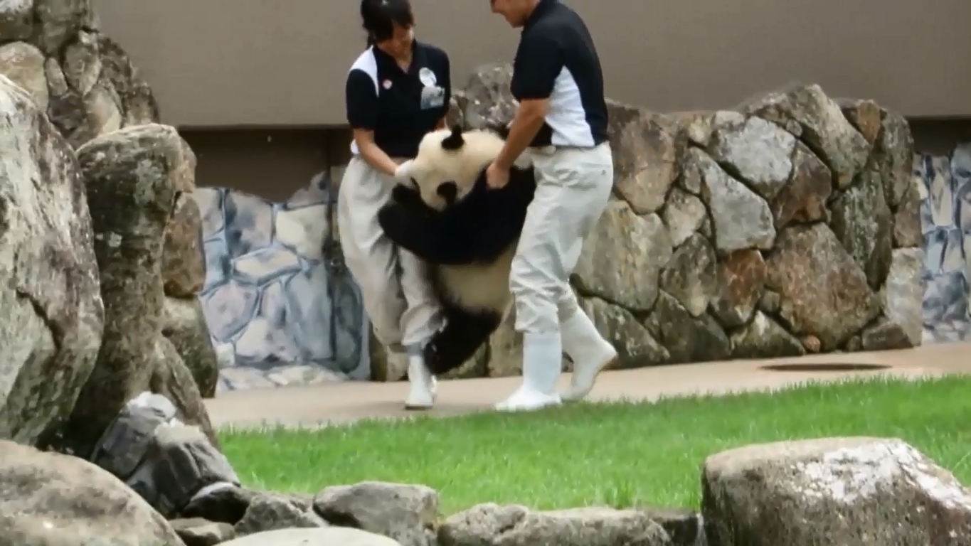 熊猫宝宝撒娇耍无赖不给饲养员妈妈走,抱大腿简直萌碎