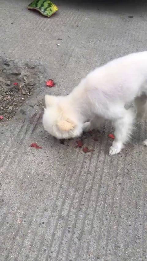 笑死不偿命 动物搞笑视频年终大盘点!谁是 逗比届的冠军?