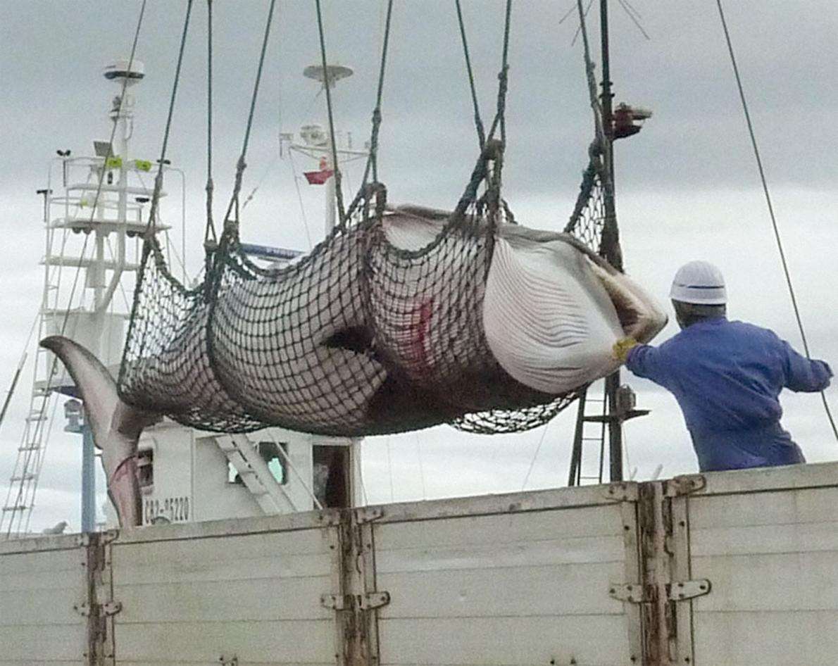 海豚湾》的真实记录,日本为什么要捕杀鲸鱼,答