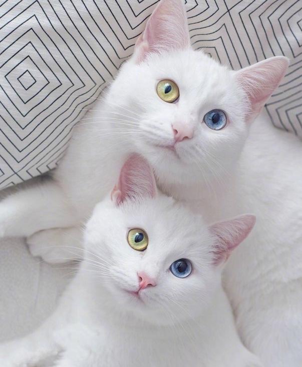 两只眼睛颜色不一样的猫咪,藏着什么样的秘密