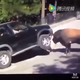 牛脾气惹不起！实拍公牛发飙怒顶SUV