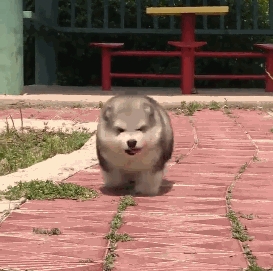 不然就像这只狗子一样搞笑