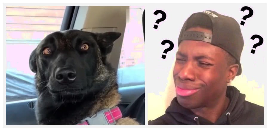 狗狗得知一个新消息:主人将会给它一个弟弟,表情不输黑人问号脸