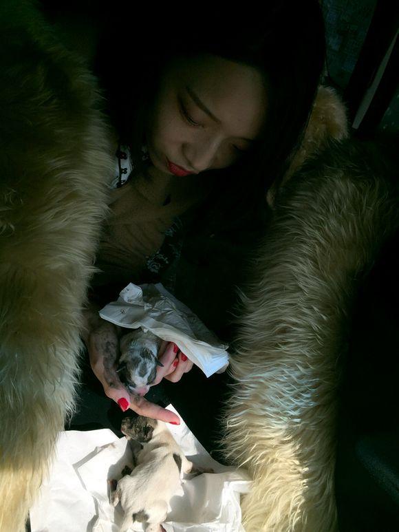 一窝沾满屎尿的小奶狗被丢在垃圾堆上,女孩不