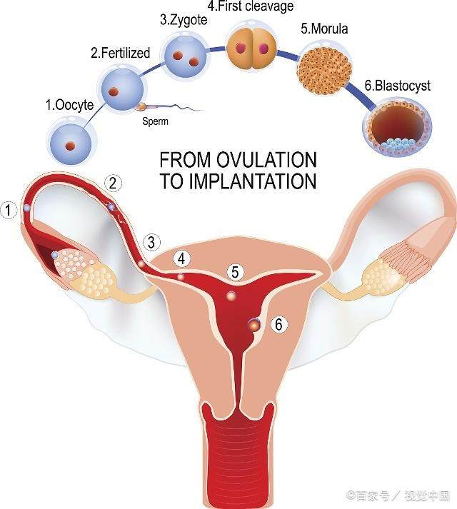 女人一次排几个卵子?排卵时的这3种感觉,你感受到了几种?