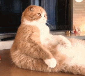 猫橘gif表情英雄联盟表情亚索动态图 表情包之园