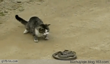 353_205 gif 动态图 动图