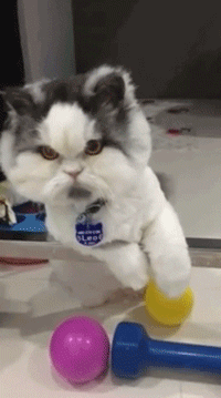 喵星人你小小年纪就秃顶了,而且还特别像鳌拜,不要这么凶好不好?