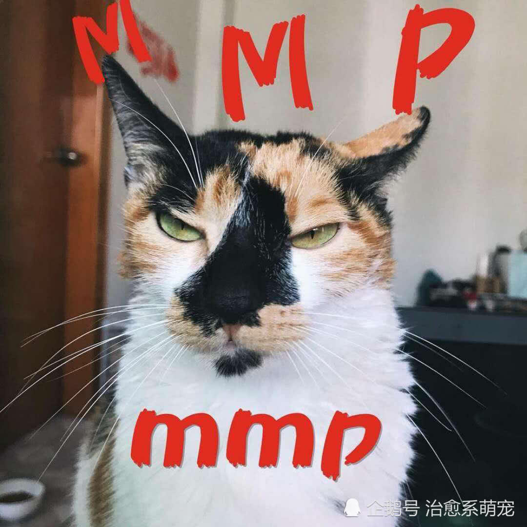 史上最污的猫咪表情包,斗图怎么能少得了它天