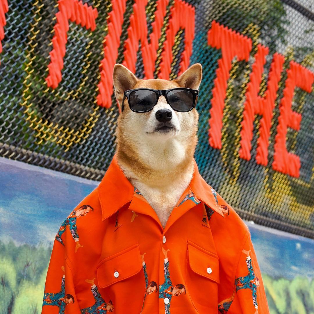 衣品爆好的柴犬绅士Bodhi 2018 最新硬照