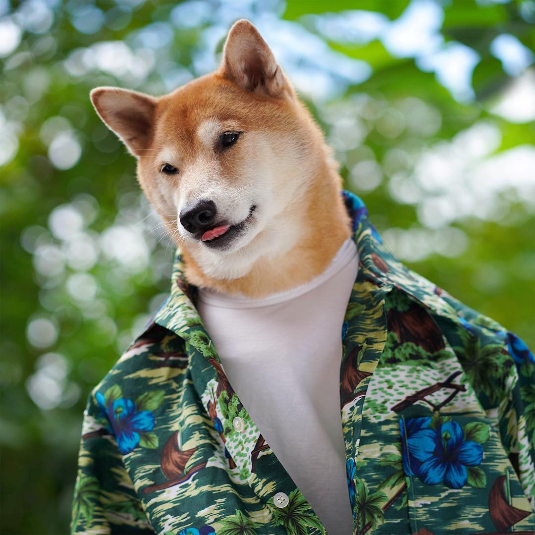 衣品爆好的柴犬绅士Bodhi 2018 最新硬照