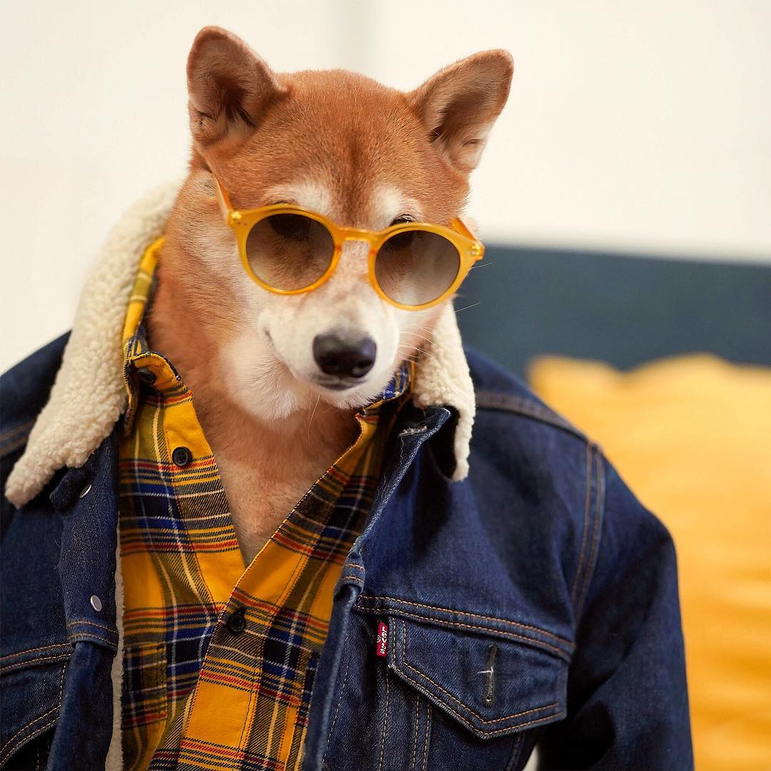 衣品爆好的柴犬绅士Bodhi 2018 最新硬照