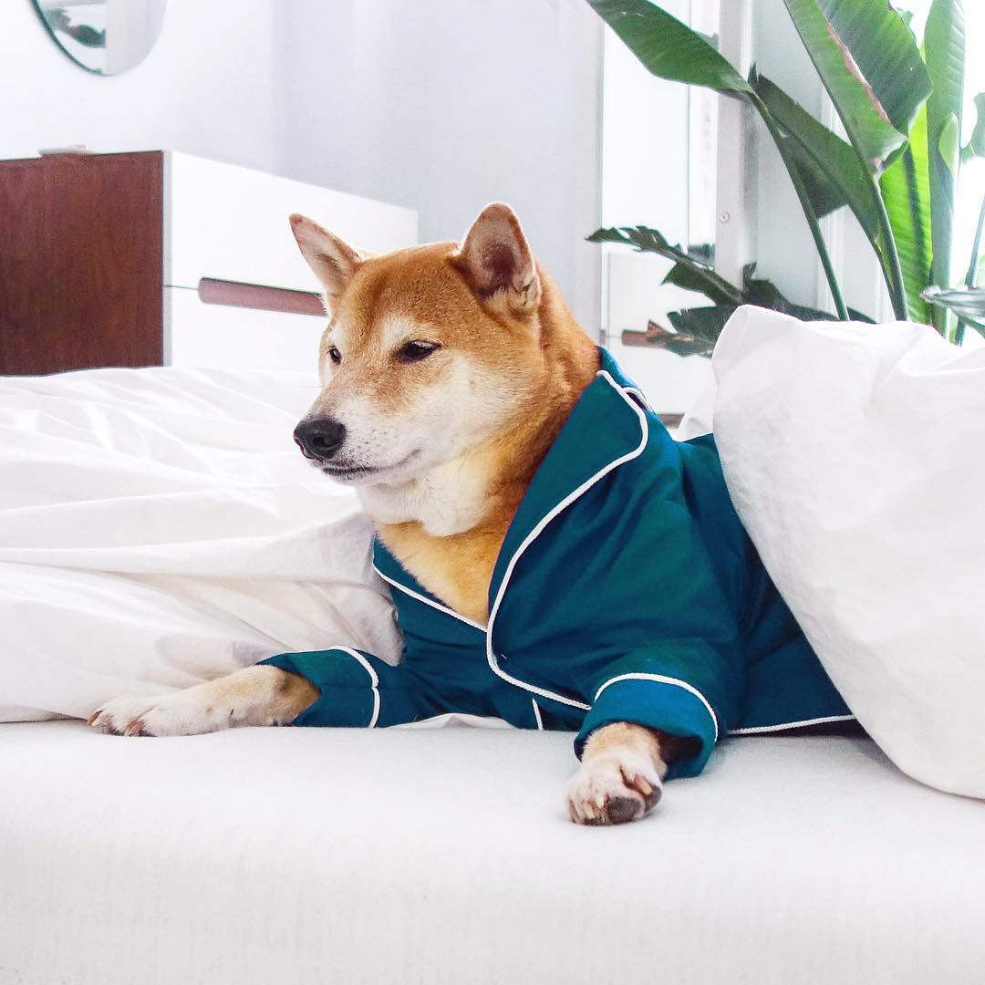 衣品爆好的柴犬绅士Bodhi 2018 最新硬照