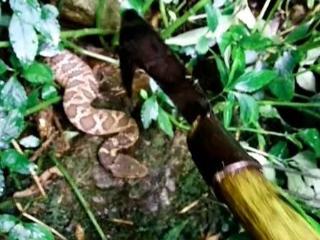 遭数万毒蛇层层包围,专家赶来一探究竟,群蛇却