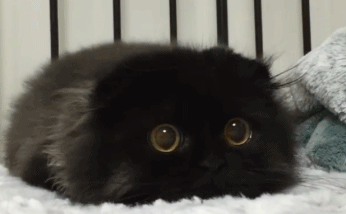 这只黑猫火了,就因为它的眼睛很圆,像极了宝石!