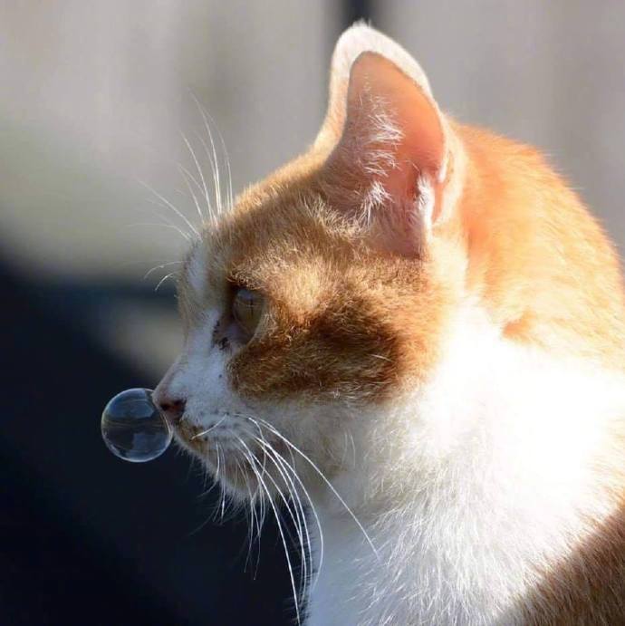 很奇怪,猫咪为什么有鼻涕泡泡都这么可爱()