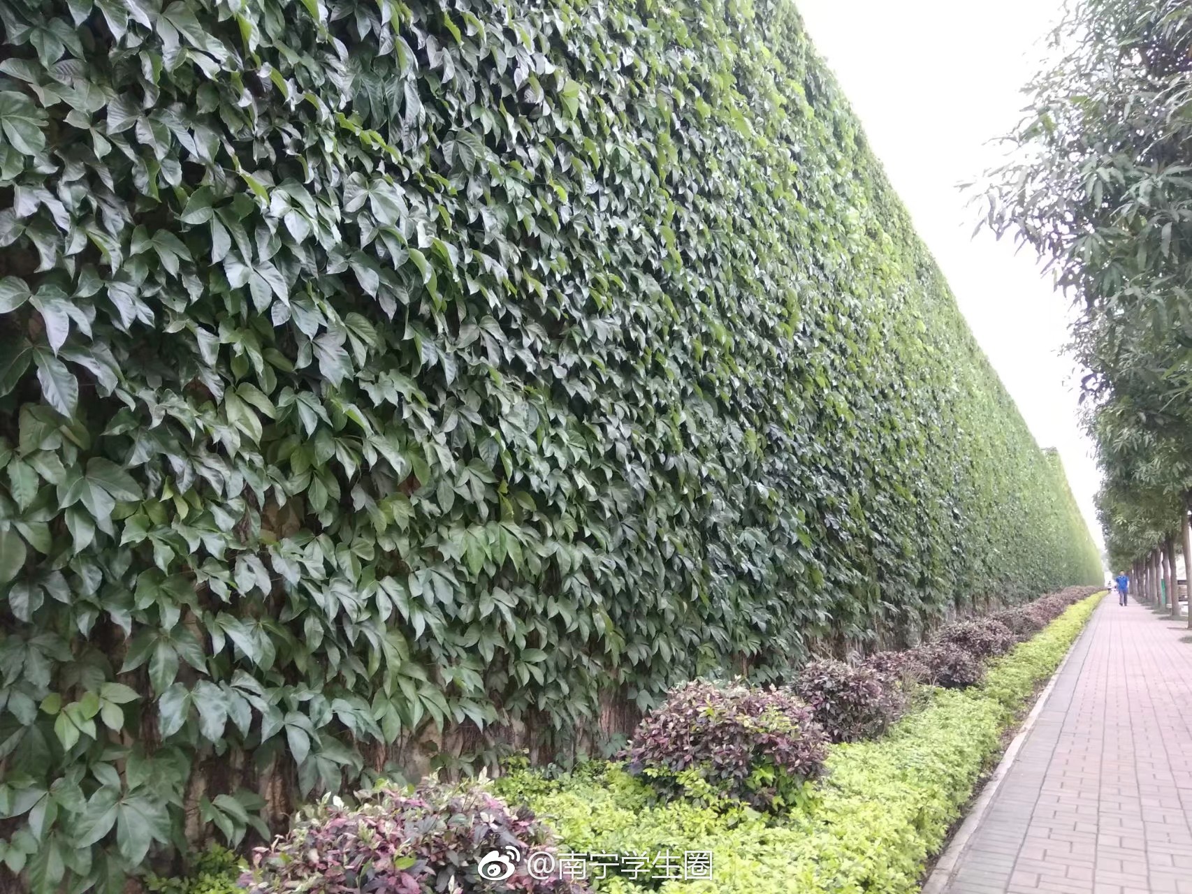 又来一波 广西中医药大学仙葫校区