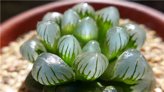 还在花钱买多肉玉露?拿走叶插大法，分分钟变玉露大户