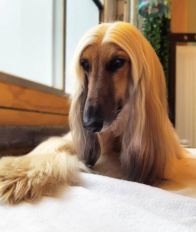 一头飘逸长发尽显高贵气质,阿富汗猎犬可以算是汪星社会名流了
