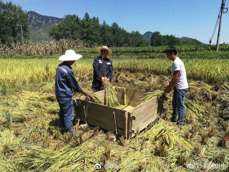 今年好收成,稻谷熟了,农民伯伯笑弯了腰,9月11日