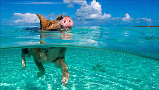 这个绝美的群岛,生活着一群最幸福的猪,你愿意