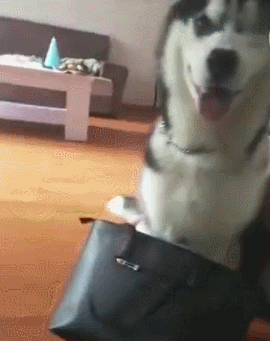 主人趁哈士奇睡着,躲在角落偷吃零食,谁知立马被发现