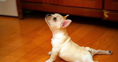 狗狗眼屎多是什么原因?六招去眼屎