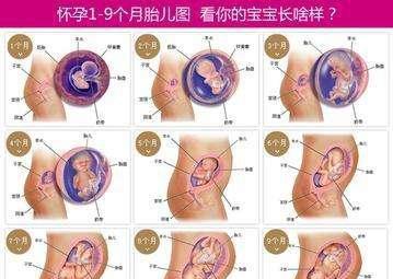 怀孕17周胎儿的变化和孕妈妈的注意事项