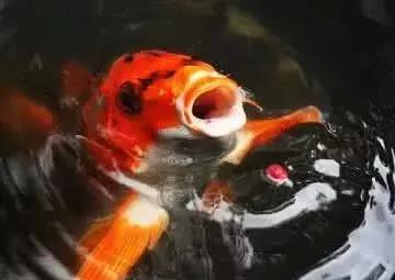 想知道一尾赛级锦鲤鱼平时是怎么喂食的吗?