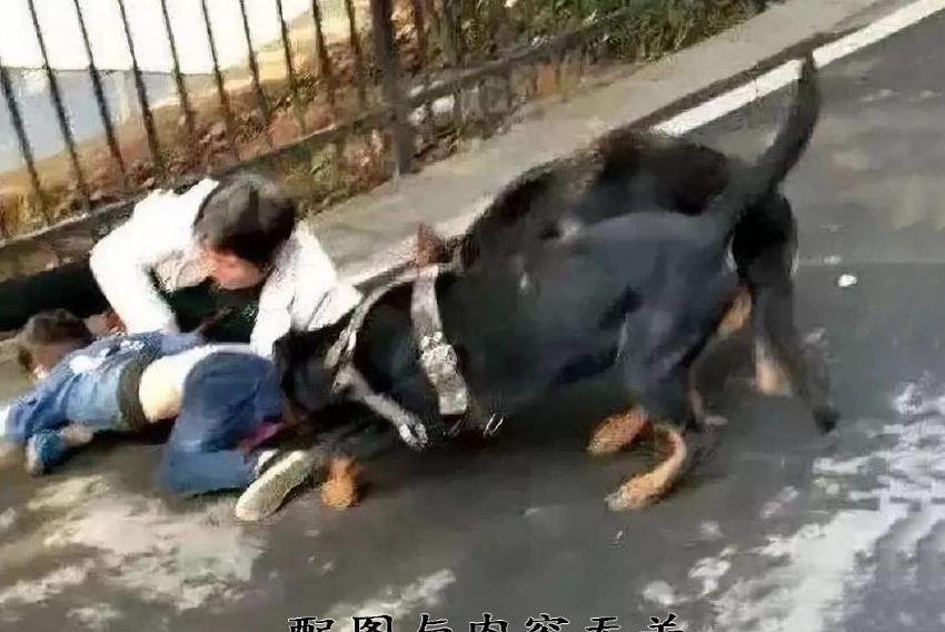 恶犬伤人屡见不鲜,在江油市城区可以遛大型犬吗?