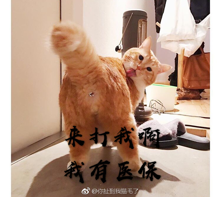 分享一组大佬套路惹不起惹不起撩表情包妹可爱表情图片