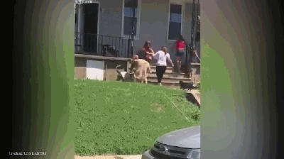 一群女人撕头发打架时她们的狗想劝架,可最后狗也相互