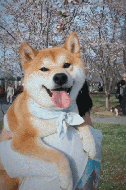 壁纸 动物 狗 狗狗 250_375 竖版 竖屏 手机 gif 动态图 动图