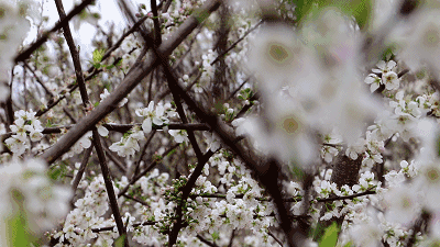 到万胜镇万利村千亩梨花园,邂逅那一场浪漫的梨花白